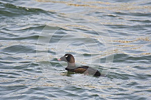 A picture of a White-winged Scoter swimming in the ocean.