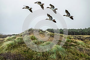 Picture of widy dune landscape with flying Greylag Geese in Hollands Duin photo