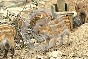 A picture of wild boar piglets in Scotland UK