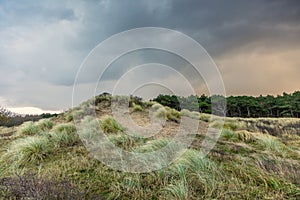 Picture of windy dune landscape in Hollands Duin near Noordwijk photo