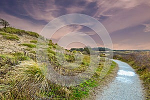 Picture of windy dune landscape in Hollands Duin near Noordwijk photo