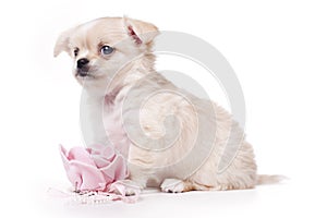 Picture of wonderful cute chihuahua on a white background