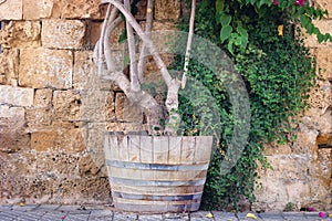 Picture of a wooden flowerpot with a tree with green leaves near an ancient wall