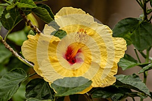 Yellow hibiscus