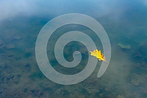 Picture of a yellow leaf on the top of a dirty lake - a cool picture for backgrounds and wallpapers