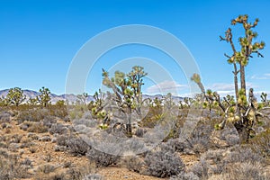 Picture of Yoshua Tree National Park with cactus trees in California during the day