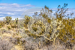 Picture of Yoshua Tree National Park with cactus trees in California during the day