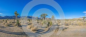 Picture of Yoshua Tree National Park with cactus trees in California during the day