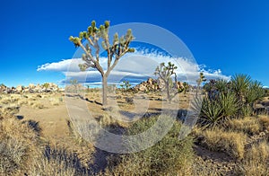 Picture of Yoshua Tree National Park with cactus trees in California during the day