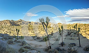 Picture of Yoshua Tree National Park with cactus trees in California during the day