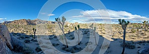 Picture of Yoshua Tree National Park with cactus trees in California during the day