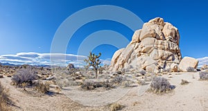 Picture of Yoshua Tree National Park with cactus trees in California during the day