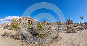 Picture of Yoshua Tree National Park with cactus trees in California during the day