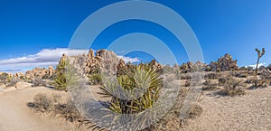 Picture of Yoshua Tree National Park with cactus trees in California during the day