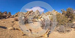 Picture of Yoshua Tree National Park with cactus trees in California during the day