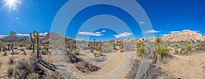 Picture of Yoshua Tree National Park with cactus trees in California during the day