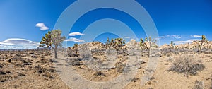 Picture of Yoshua Tree National Park with cactus trees in California during the day