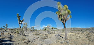 Picture of Yoshua Tree National Park with cactus trees in California during the day