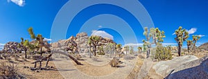 Picture of Yoshua Tree National Park with cactus trees in California during the day