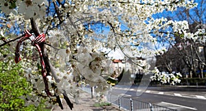 Spring has come to Sofia, Bulgaria with a wonderful blossomed tree photo