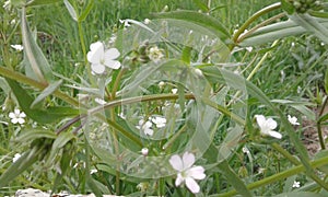 Small White flowers photo