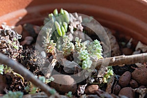 Picture of young echeveria plants growing in the pot at home