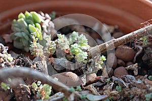 Picture of young echeveria plants growing in the pot at home