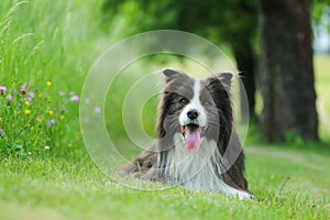 Happy Border Colie in the grass