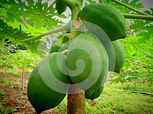 picture of young papaya fruit pepaya muda