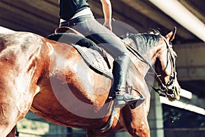 Picture of young pretty girl riding horse