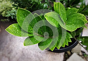 A picture of zamioculcas zamiifolia plant with water droplets