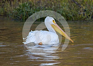 An American white pelican swimming in Sunset Bay at White Rock Lake in Dallas, Texas.