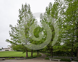 Bald Cypress trees lining a sidewalk across the top of Art Hill in Saint Louis, Missouri.