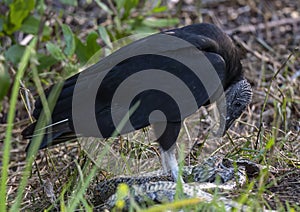 Black vulture eating a dead python along the roadside in the Everglades National Park in Florida. photo