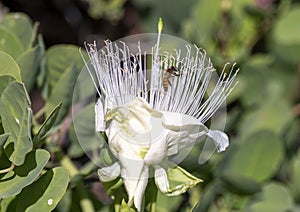 Bloom of the powder-puff tree, Barringtonia racemosa, on the Big Island, Hawaii. photo