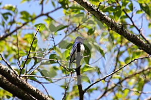 Blue bird on the branch of tree