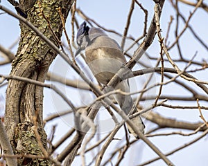 Blue jay, binomial name Cyanocitta cristata, perched on a tree limb in Dallas, Texas.