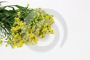 bouquet of Solidaster in a white background