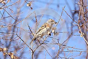 a brambling on a branch of tree