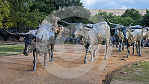 Bronze cowboy on horseback with steers in the foreground in the Pioneer Plaza, Dallas, Texas. photo