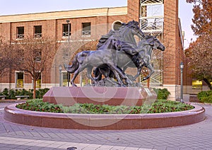 `SMU Mustangs`, a bronze sculpture by artist Miley Frost ont he campus of Southern Methodist University in Dallas, Texas