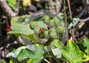 Buddha Belly Plant, jatropha podagra, on the island if Maui in the State of Hawaii. photo