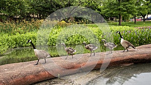 Canada Goose family walking on sculpture in Leonhardt Lagoon in Fair Park