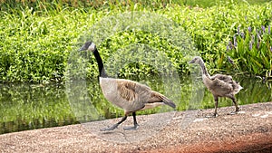 Canada Goose family walking on sculpture in Leonhardt Lagoon in Fair Park