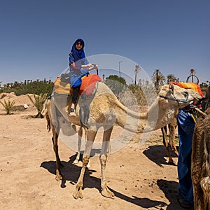 Female tourist who has successfully mounted her camel and is ready for a ride in Marrakesh, Morocco.