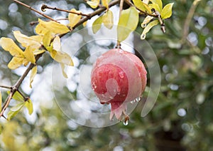 Closeup view of a persimmon covered with raindrops in Savelletri Di Fasano, Italy