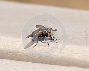 Closeup of a black fly sitting on a bench in Vail, Colorado. photo