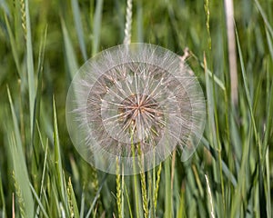 Closeup view of a bloom of Yellow salsify, Tragopogon dubius, in Edwards, Colorado. photo