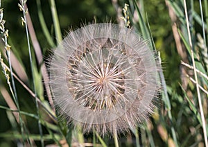 Closeup view of a bloom of Yellow salsify, Tragopogon dubius, in Edwards, Colorado. photo