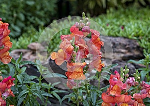 Closeup view of reddish orange common snapdragon, Antirrhinum majus, in Vail Village, Colorado. photo